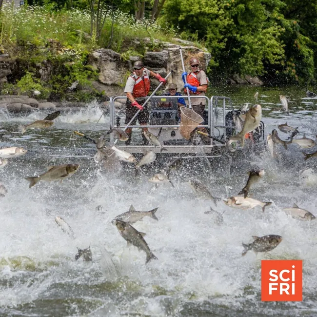 Can A Billion-Dollar Barricade Keep Carp Out Of The Great Lakes?