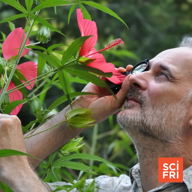 The secret powers of flowers