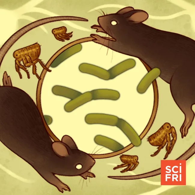 Why Is Bubonic Plague Still With Us?