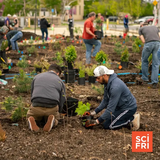 Into the Woods, From Chestnut Genetics To Tiny Forests