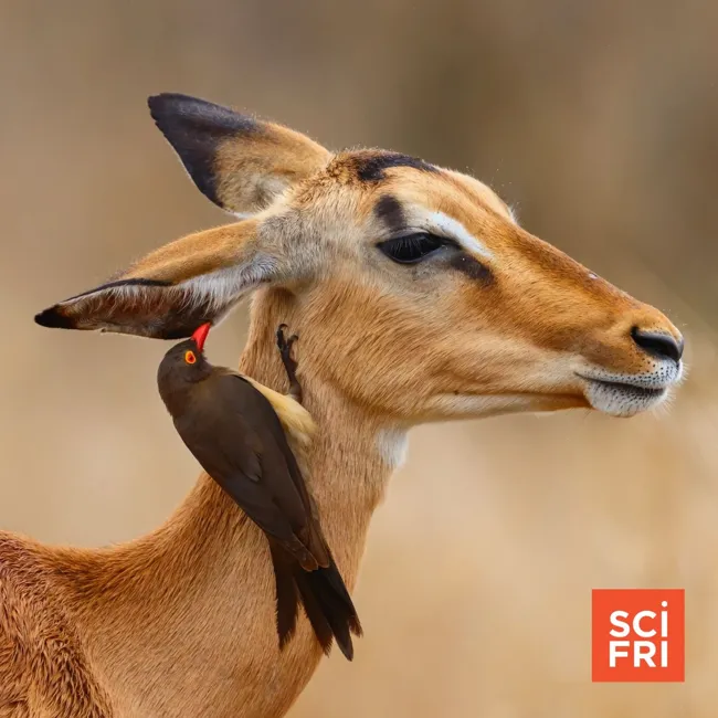 Teamwork Between Species Is The Key To Life Itself