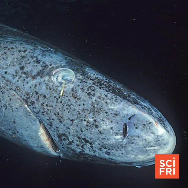 What Greenland Sharks Are Teaching Us About Aging Eyes