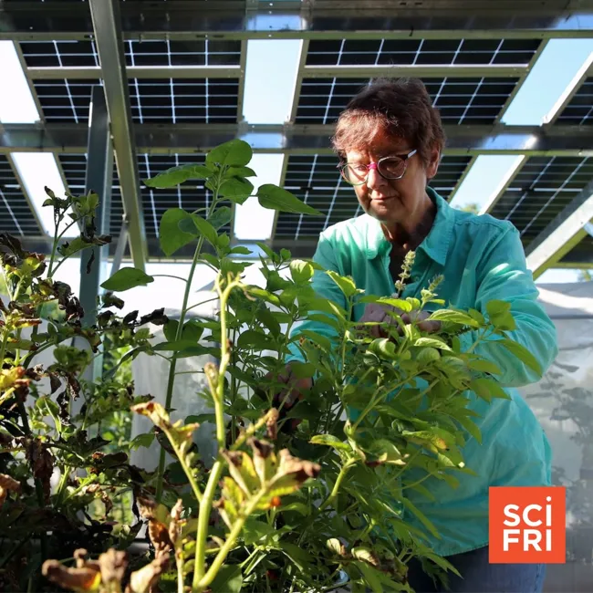 The Growing Experiment Of Putting Solar Panels On Farmland