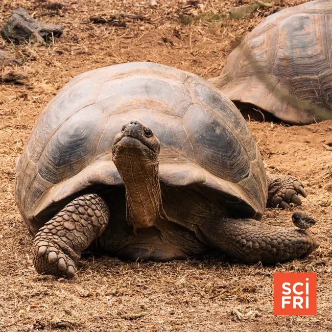Slow Breaking News: A Giant Tortoise Revival