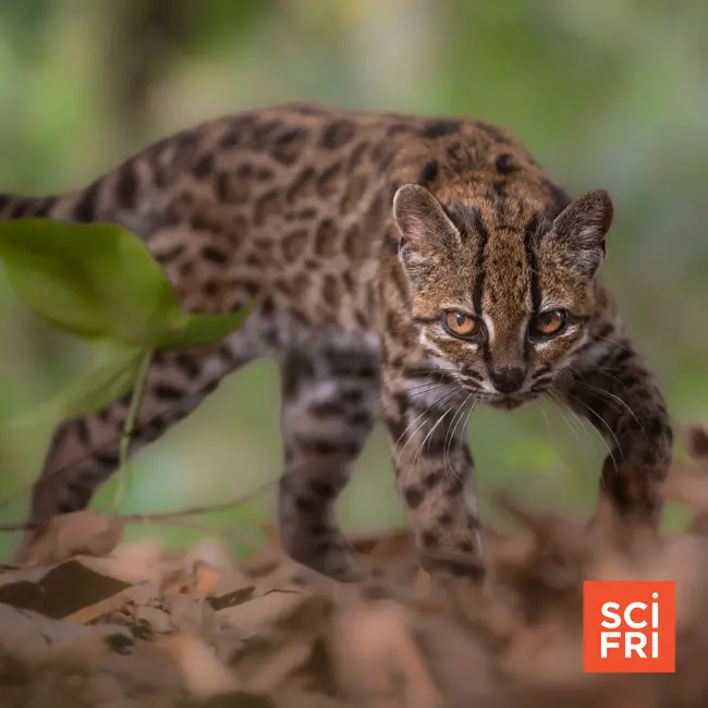 The tilcayo is the new wild cat on the block