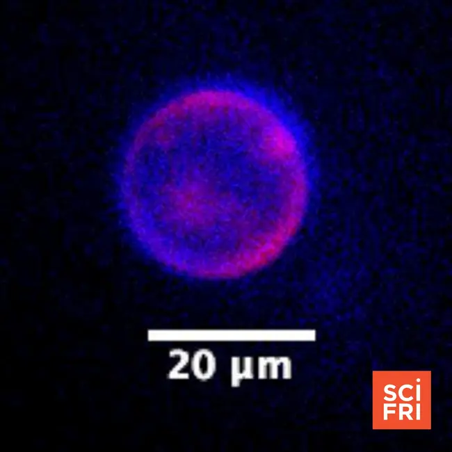 An artificial cell eats, grows, and reproduces. Is it alive?