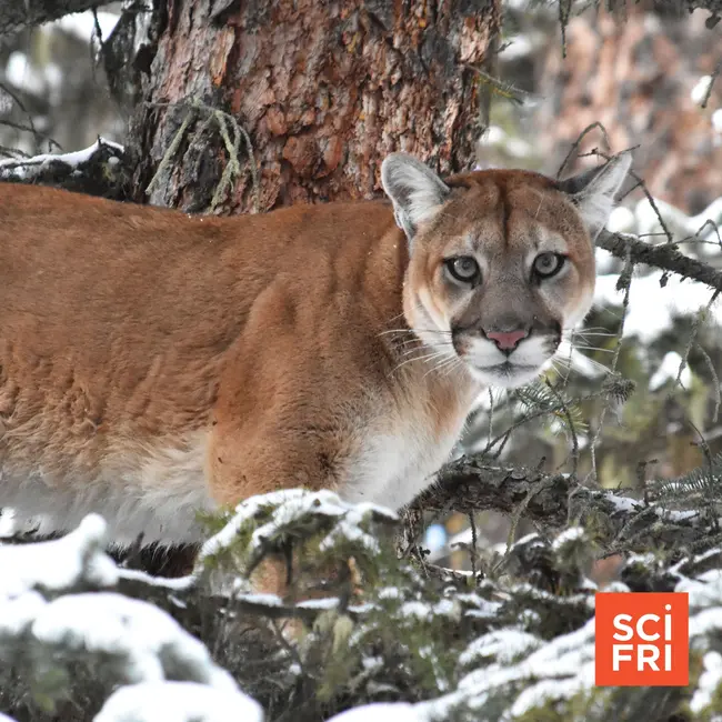 Should we bring mountain lions back to the Northeast?