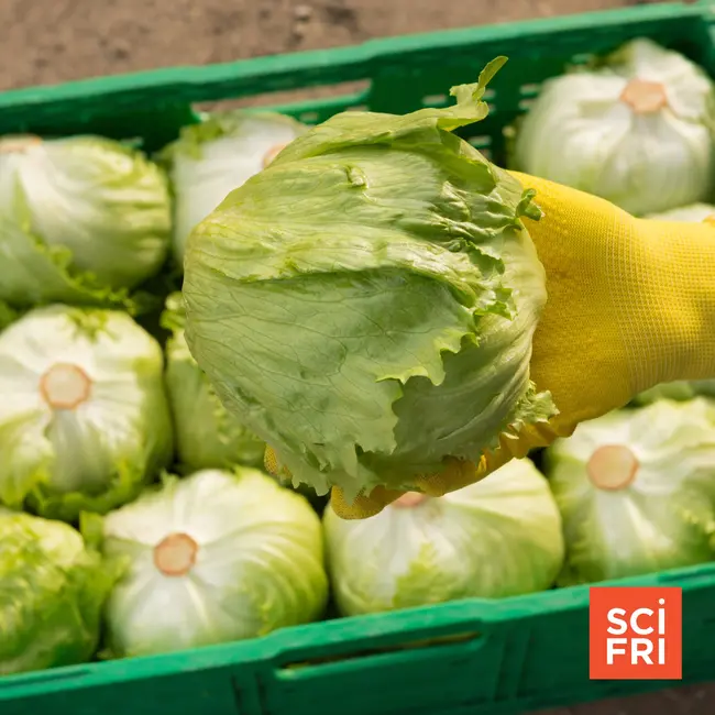 Hold the lettuce: Updates on the 'explosive' cyclospora outbreak