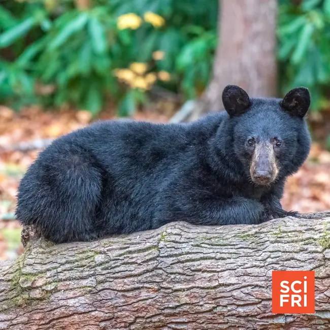 Black bears are moving into the neighborhood. How do we coexist?