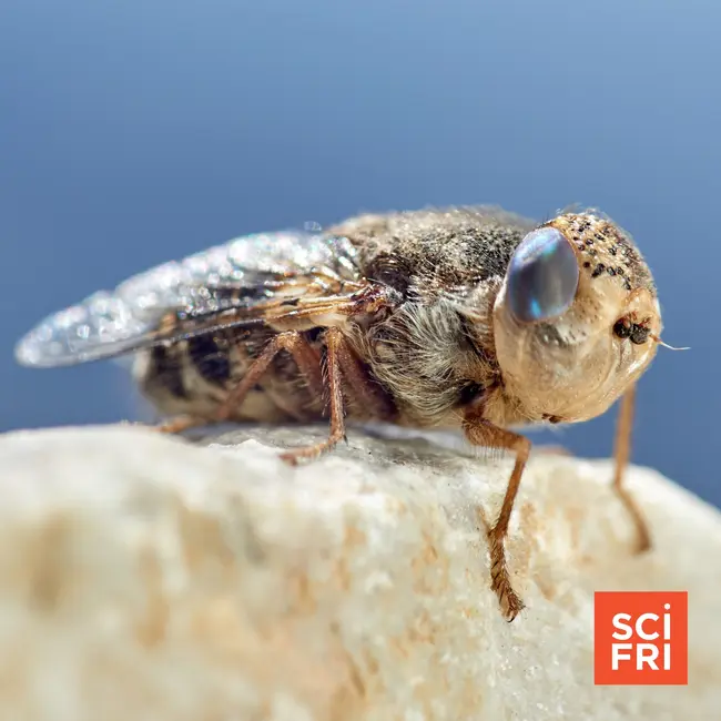 Beautiful botflies, luscious leeches, and the wonder of parasites