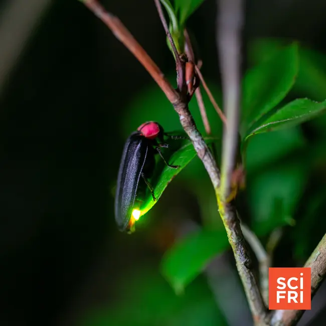 How do you find a ‘lost’ species?
