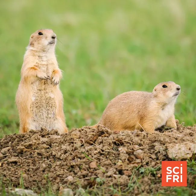 Surveying wildlife along Lewis and Clark's route, 220 years later