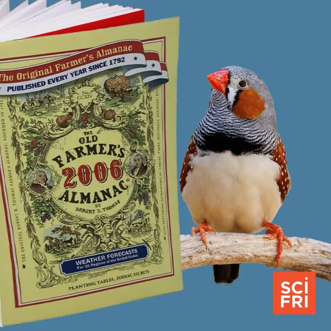 Who uses Farmers’ Almanacs? + Zebra finch home design