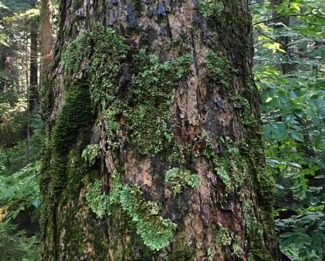 Ep. 510 - Epiphytes & Phorophytes