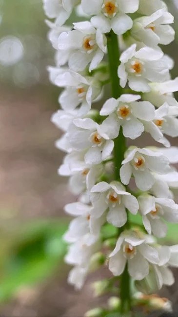 Ep. 513 - The Enigma of the Galax Genome