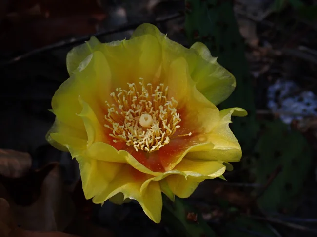 Ep. 523 - Prickly Pear Cacti Are Wonderfully Complex