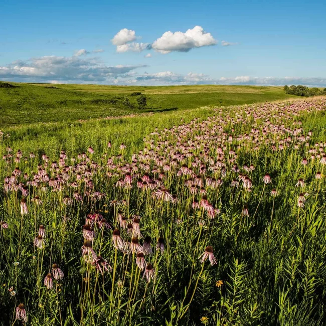 Ep. 525 - Lessons from Ancient Grasslands