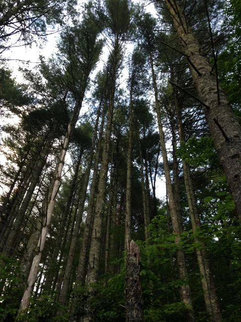 Ep. 526 - Biodiversity & Ecosystem Function