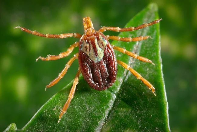 Ep. 529 - Native Plants, Habitat, & Infectious Diseases