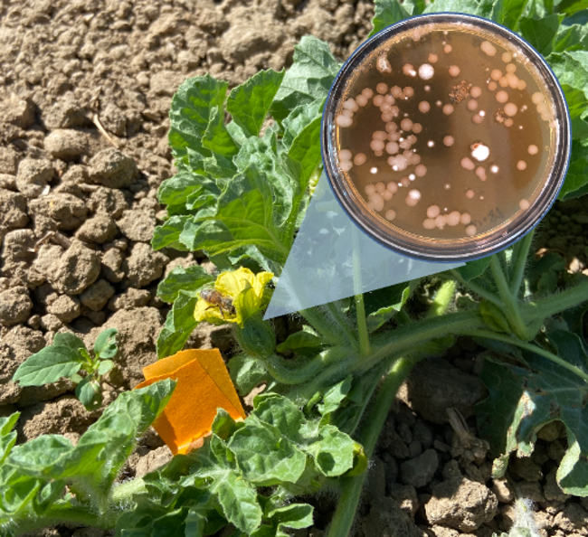 Ep. 539 - Exploring the Seed Microbiome