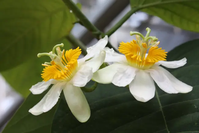 Ep. 542 - The Passion Flower Family Revisited