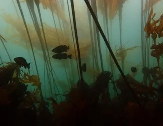Ep. 545 - The Dynamics of Kelp Forest Ecology