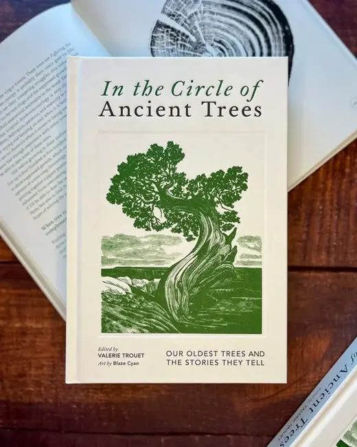 Ep. 547 - Ancient Tree Stories