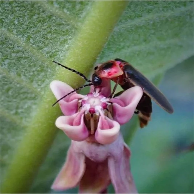 Ep. 532 - Fireflies & Plants Revisited