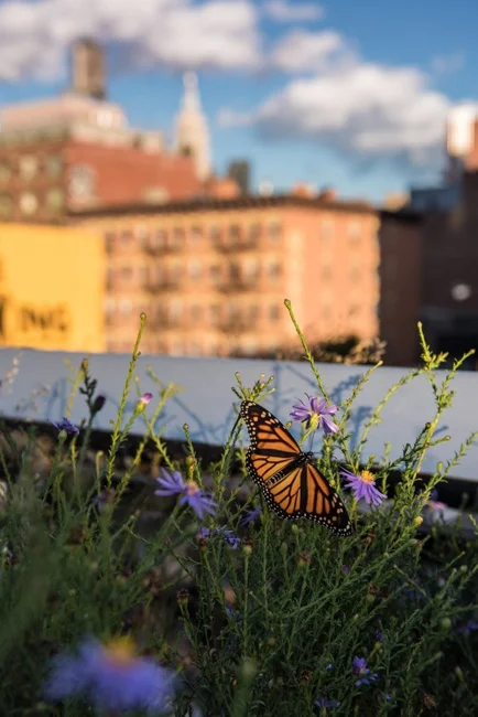 Ep. 533 - Native Plants & Biodiversity on the High Line