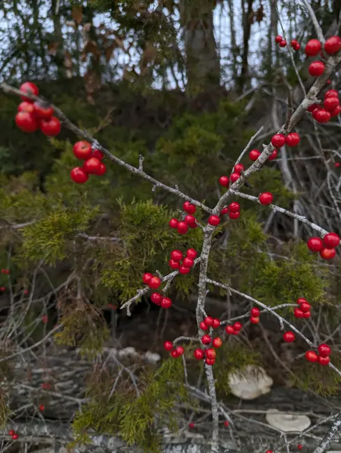 Ep. 559 - Looking Back on a Year of Botany