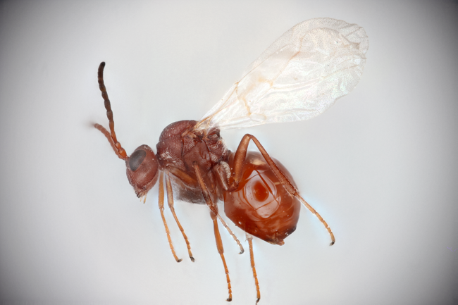 Ep. 548 - Gall Wasps & Their Host Plants