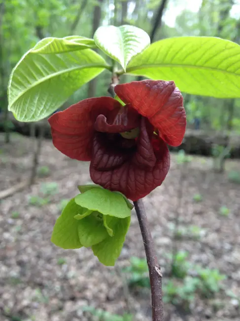 Ep. 550 - For the Love of Flowers (feat. Sam Tallent)