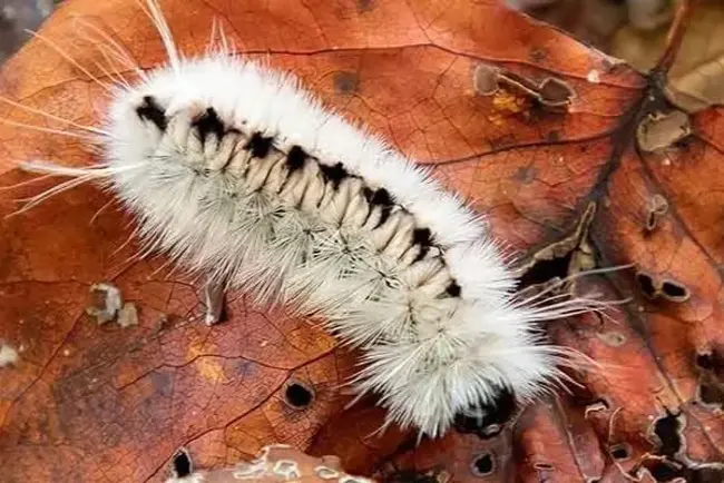 Ep. 549 - Advocating for Fallen Leaves