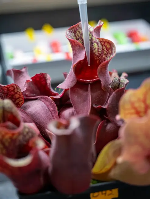 Ep. 551 - Sagebrush, Pitcher Plants, & Leaf Microbiomes