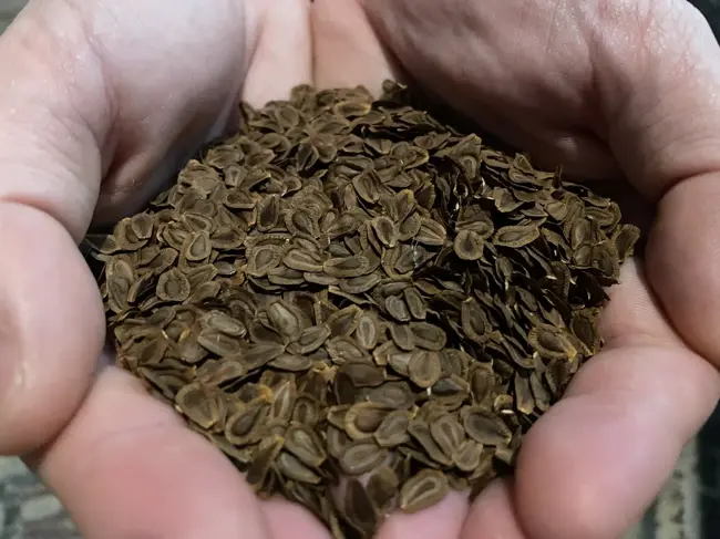 Ep. 552 - Native Plant Seed Supply Chain