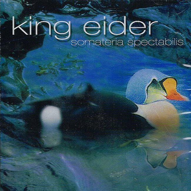 группы King Eider, Silluhette, Innerspace (33)