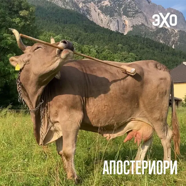 Корова показала способности, которые раньше замечали только у приматов