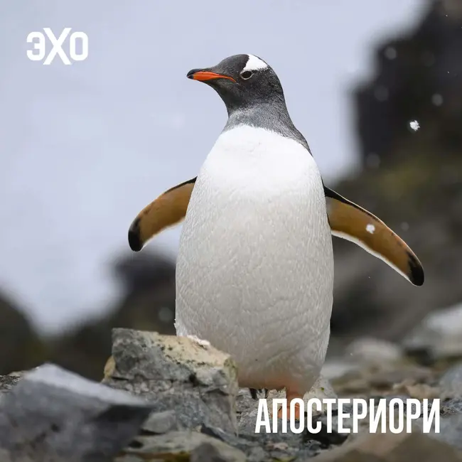 Учёные предложили разделить папуанских пингвинов на четыре вида