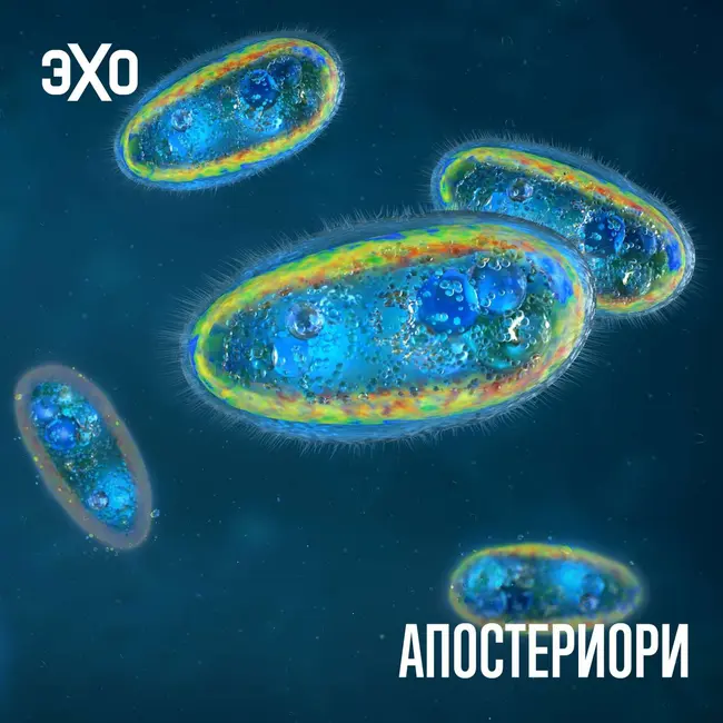 Ученые нашли три новых вида одноклеточных в одной пробе речной воды