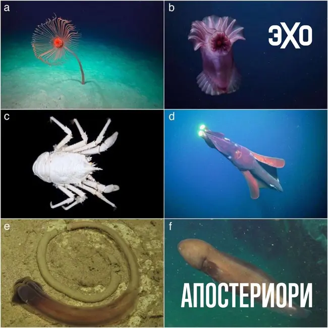 Ученые обнаружили в глубоководных каньонах ДНК гигантского кальмара