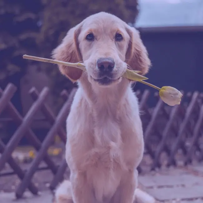 #599 | Man's Best Friend: The Remarkable History of Dogs