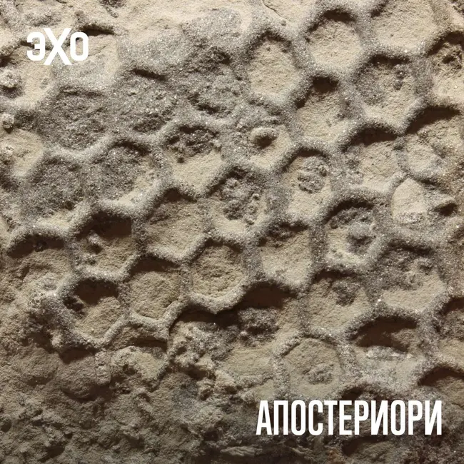 Ученые выяснили, кто 500 миллионов лет создает геометрические сети на морском дне