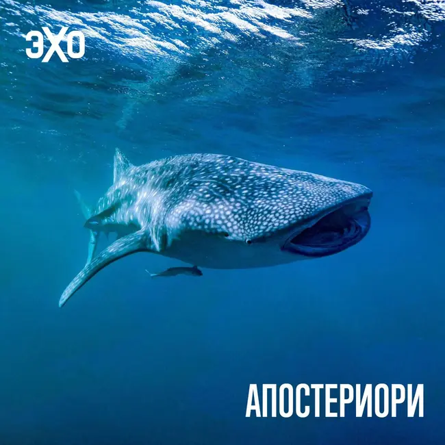 Крупнейшая рыба Земли оказалась мастером по выживанию