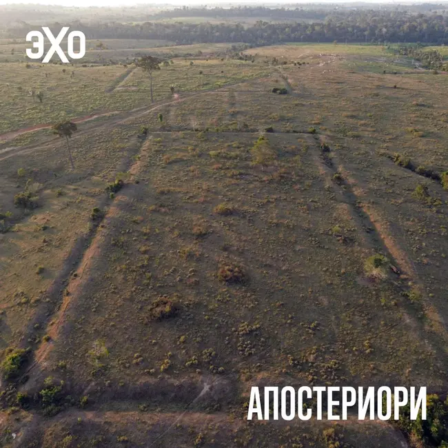 Современные леса Амазонии могли сформироваться под влиянием древних людей