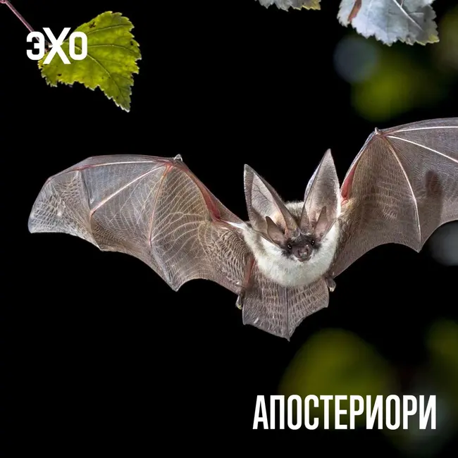 У летучих мышей обнаружили вторую систему генов для создания антител