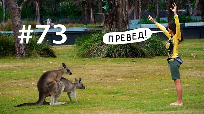 Кенгуру: трекс, секс, спинифекс // Всё как у зверей #73