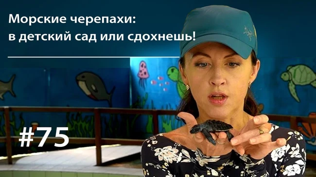 Морские черепахи: в детский сад или сдохнешь! // Всё как у зверей #75
