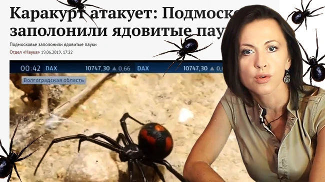 Караул, каракурт! Как отличить настоящего от подделки и что делать при укусе