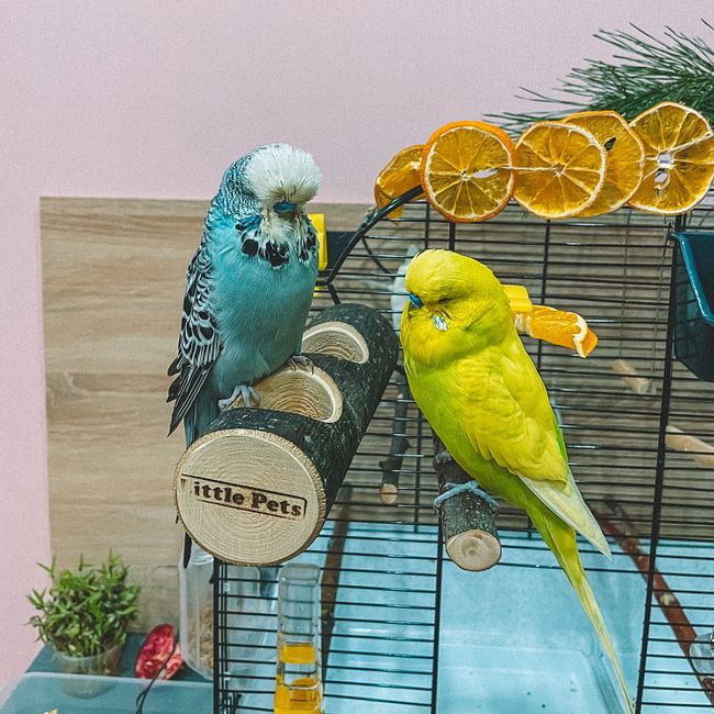 Пара для попугая: самка или самец?