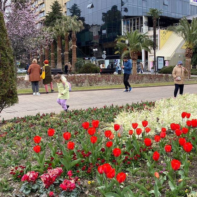 Едем в Сочи на майские: что посмотреть на Черном море весной